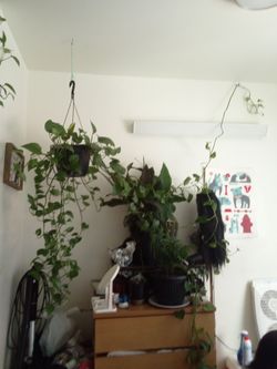 Plants