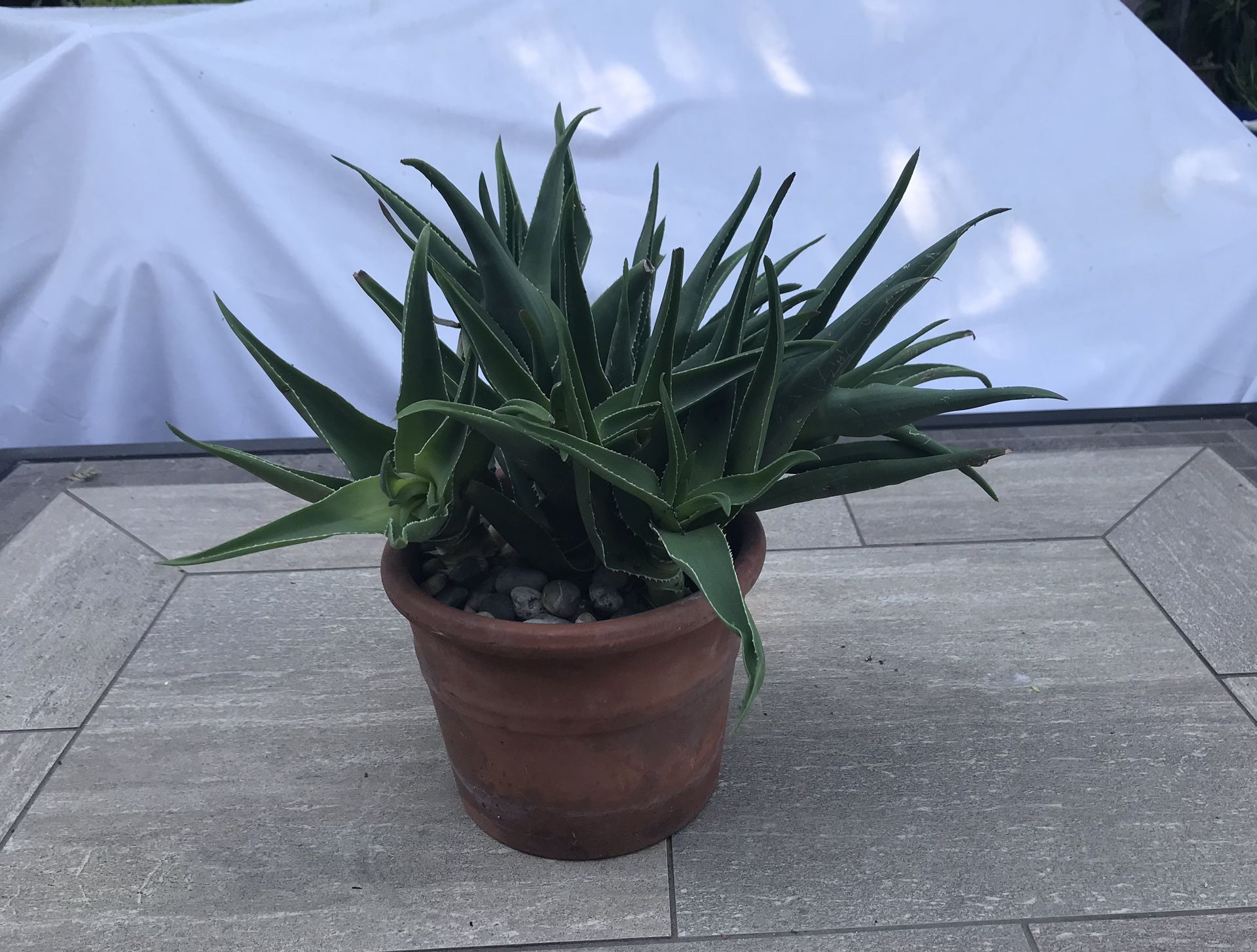 Aloe succulents in an old Italian terracotta pot