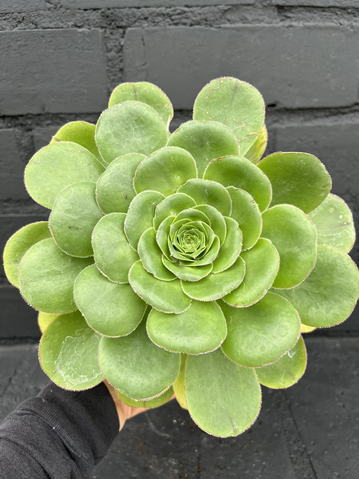 Succulents
