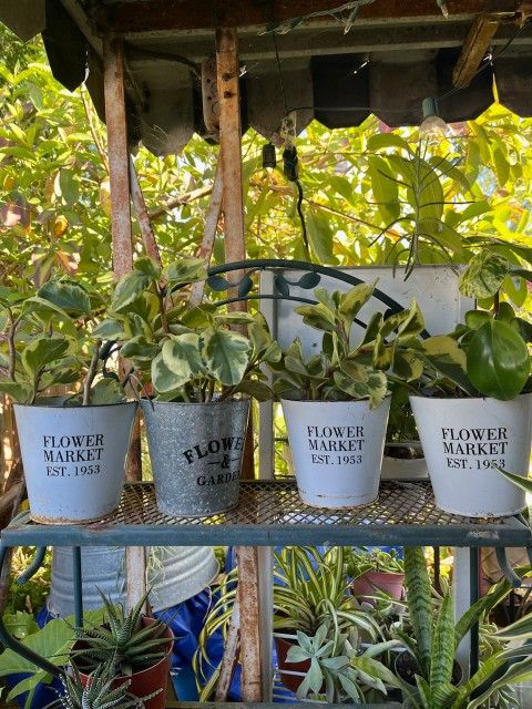 Shade Plant $12 each Pot