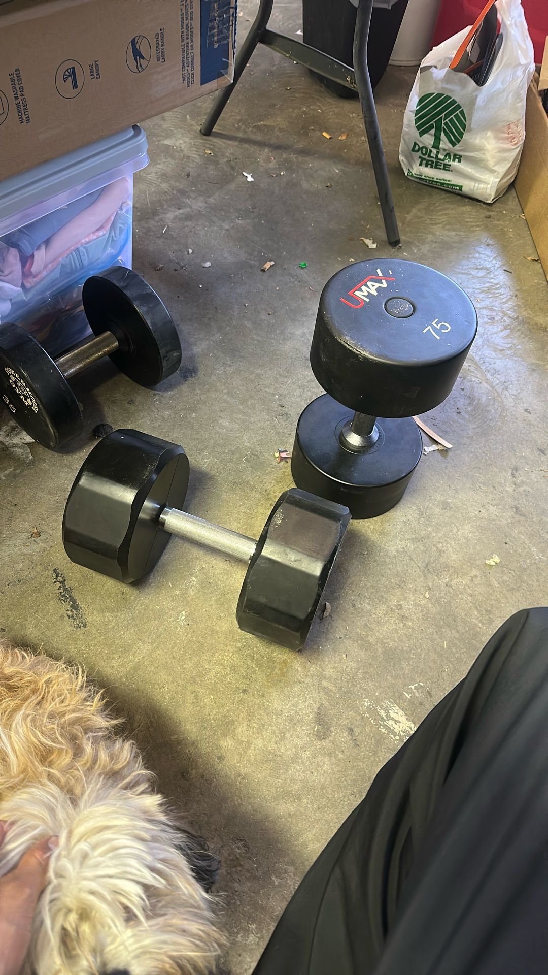 75lb Dumbbells