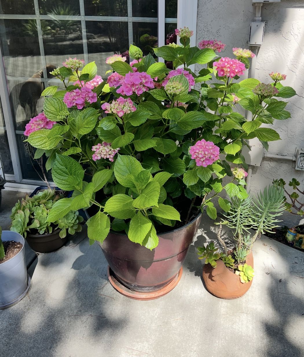 Pink Hydrangea in Pot