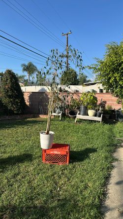Beautiful Ficus Tree
