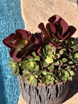 Unique wood pot with beautiful succulents