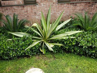 False Agave plants - $35 ea - 2ft tall