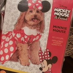 Minnie Mouse Pet Costume