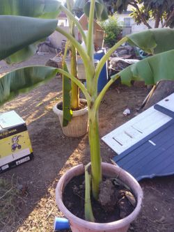 Bananas