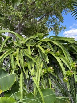 Dragon Fruit Cuttings
