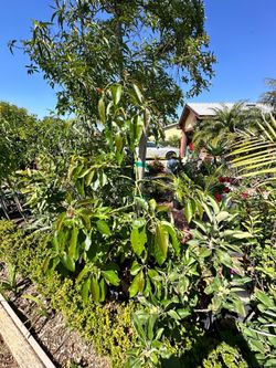 Avacado Tree