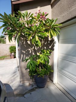 Plumeria