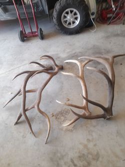 Large Elk Antler Sheds — 125 each