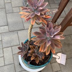 Succulent