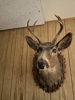 Deer head