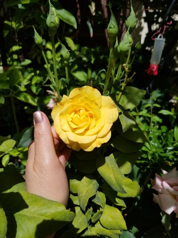 Rose Bushes/ πYellow &β€pink