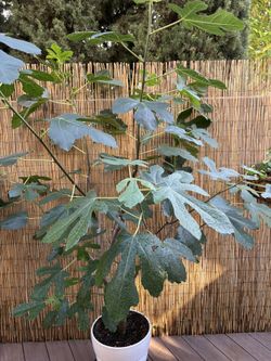 FIG Tree «Desert King”