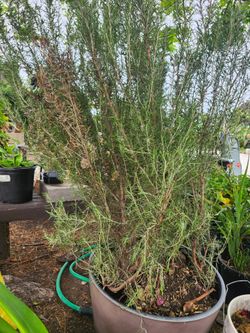 Plants