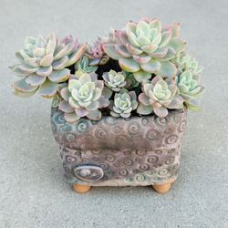 Succulents plants 🪴 (Echeveria 'Silk Veil')