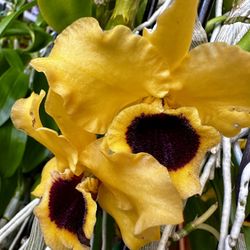 Dendro Sunray Gatton Orchid Big And Tall Pot 