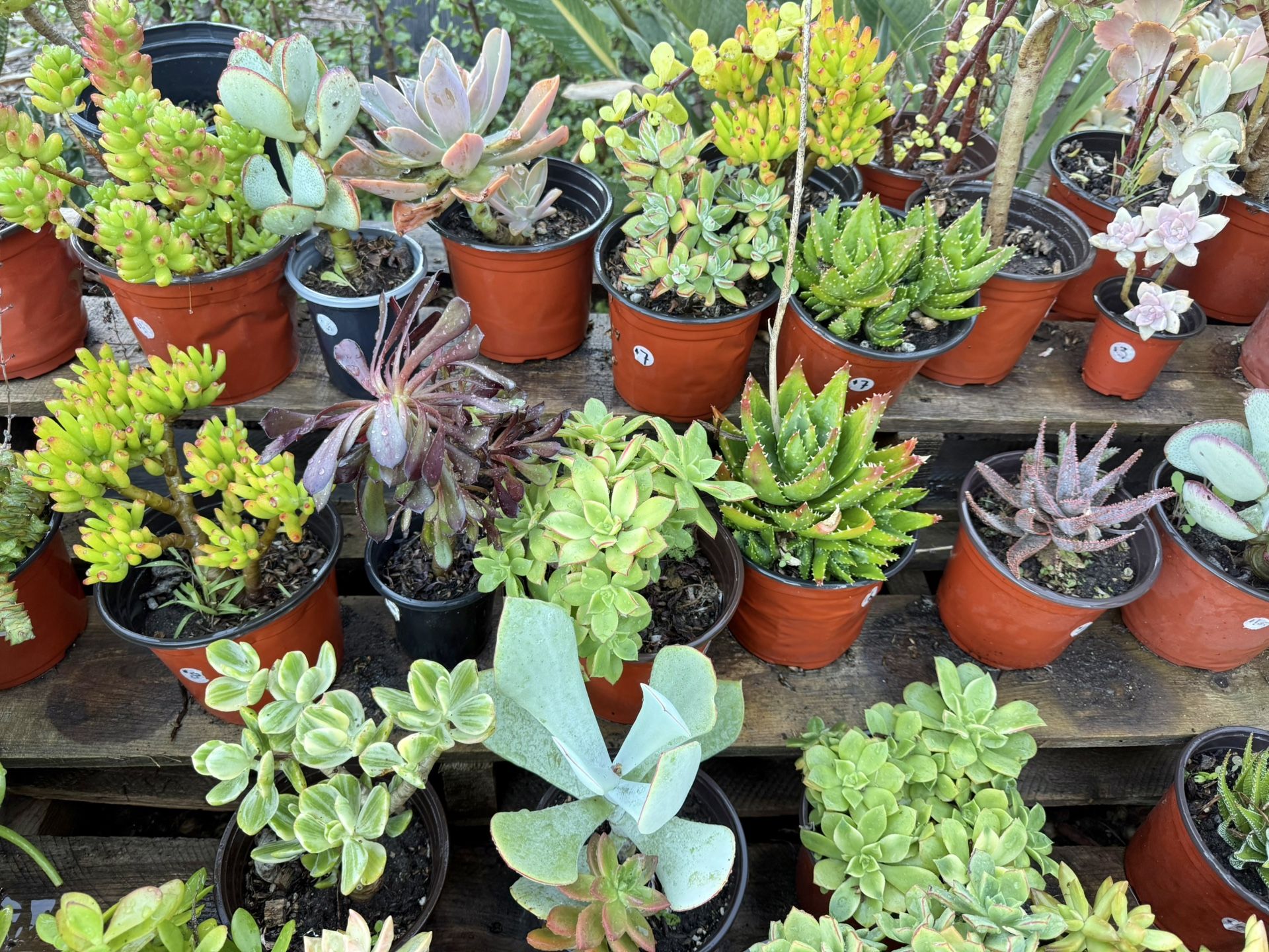 Variety Of Succulents Plants