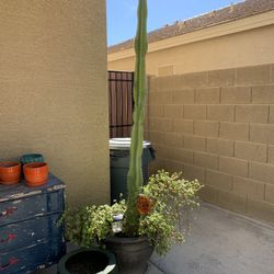 Large Cactus 🌵