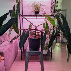 Large Philodendron Billietiae (Billie Plant), 10 inch