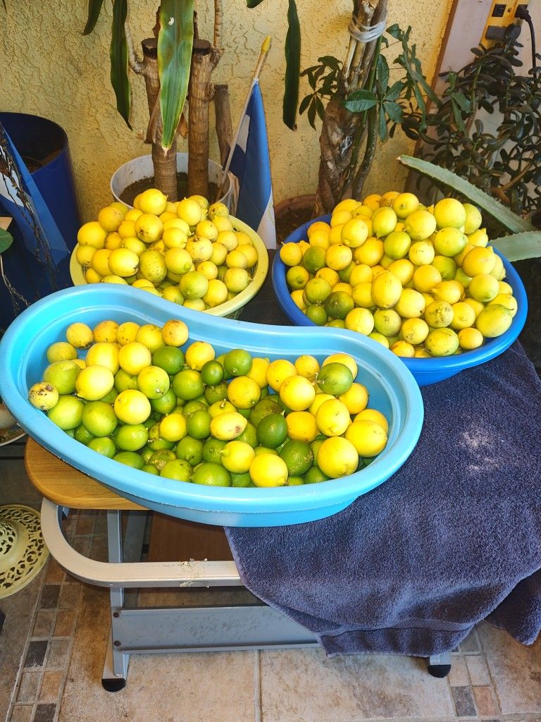 ORGANIC LEMON /LIMONES 10 x $1.00