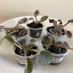 Specialty African Violet Starts