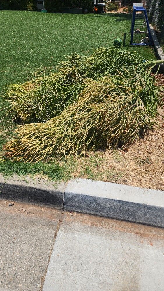 FREE Fire Stick Succulent Plant Large Cuttings