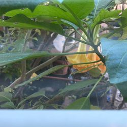 Datura (Bellflower) Tree For Sale