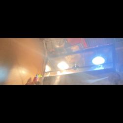 Bearded Dragon  Tank 