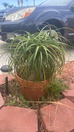 Potted pony tail palm
