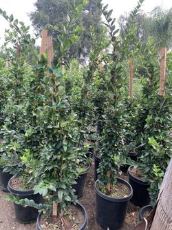 Privacy Hedge plant