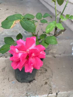 Pink Rose Plant
