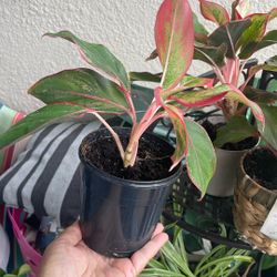 Aglaonema Plant $3