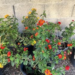 5 Gal Lantanas 