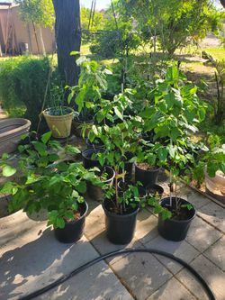mulberry trees.moros y moras.