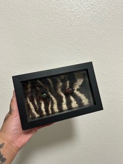 Framed Beetles and Zebra Pelt
