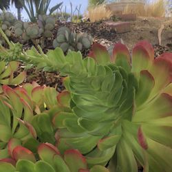 10 Large Irish Rose Succulent Cuttings