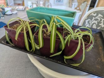 Spider plant starts