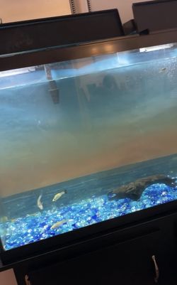 Fish Tank