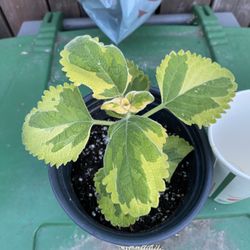 Variegated Cuban Oregano, Mexican Mint, Tan Day La - Oregano Frances, Tomillo Espanol plant planta - Coleus amboinicus