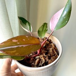 Pink Princess Philodendron Tropical Plant