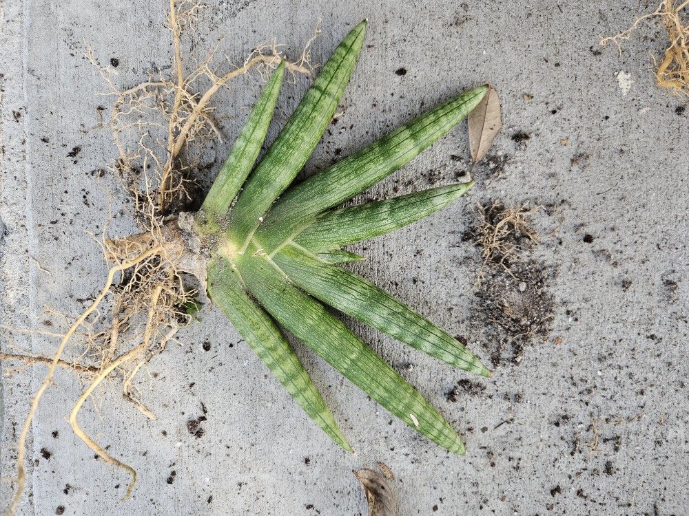 Starfish Plant Sanesvieria