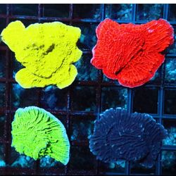 Aquarium Decorations 