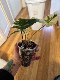Syngonium Albo plant