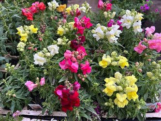 Winter flowers 4$ each sixpack or 4 inch pot