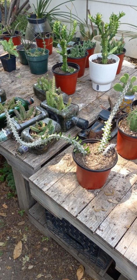 Madagascar Ocotillo Cactus