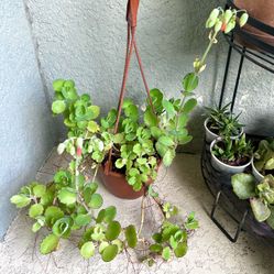 Kalanchoe Laxiflora Plant 