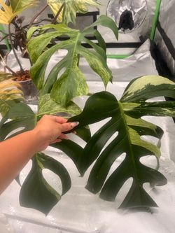 Monstera Jungle Mint Mature form