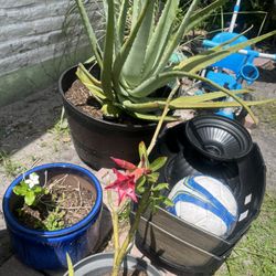 Aloe Vera  